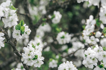 Spring flowers. Blossom tree over nature background. Spring Background.