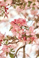 Macro detail of Spring pink cherry blossom flowers closeup.  Prunus
