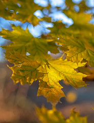 Yellow leaves of a maple, against the blue sky.