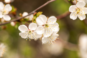 Spring flowers. Blossom tree over nature background. Spring Background.