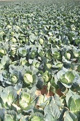 Fototapeta na wymiar Arizona green cabbage first harvest