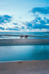 Horse and beach 