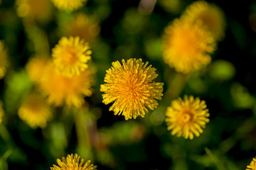 A field of yellow flowers dandelion.