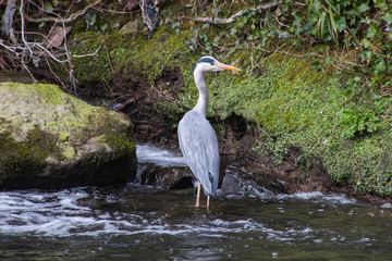 great blue heron