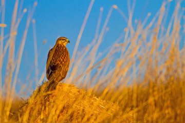 Bird of prey. Blue yellow nature background Bird: Long legged Buzzard. Buteo rufinus.