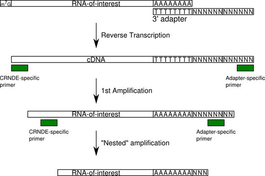 3 prime Rapid amplification of cDNA ends
