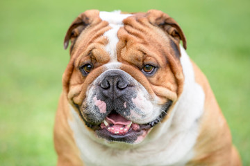 Close up portrait of Beautiful English bulldog outdoor,selective focus