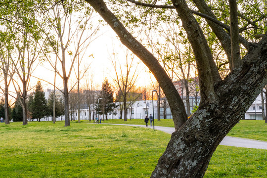 spring in parck