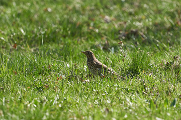 Young song bird Song thrush, Turdus philomelos is a thrush that breeds across much of Eurasia sitting in the meadow and looking for some food mainy earth worms or insect during the sunny spring day.