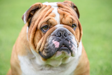 Portrait of Beautiful English bulldog,selective focus