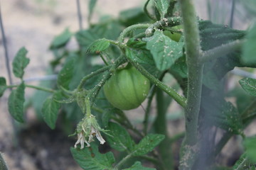 green tomatoes growing in the garden