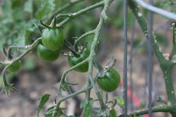 baby tomato