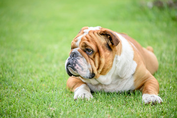Fototapeta premium English bulldog outdoor,selective focus