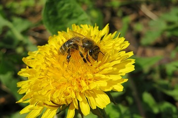Bee on dandelion flower in the garden, closeup