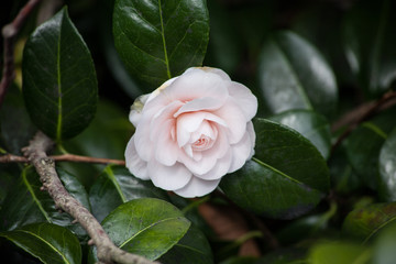 pink rose in the garden
