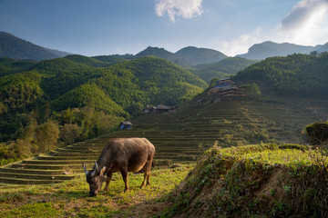 Grazing Buffalo in the Rice Terraces near Sapa, Vietnam