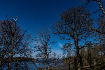 Trees and blue