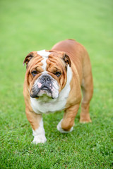 Fototapeta premium Beautiful English bulldog walking outdoor,selective focus