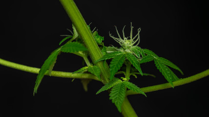 Afghan kush special variety of marijuana flower with aged blooms