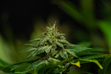 Afghan kush special variety of marijuana flower with aged blooms