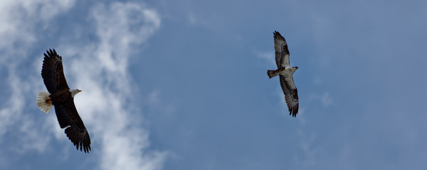 A bald eagle attempts to overtake an osprey to steal a fish near Grandby, Colorado