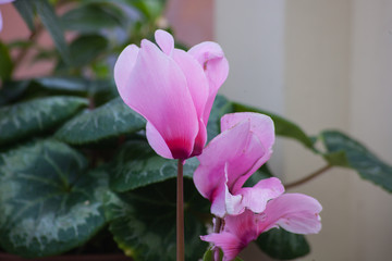 flower in the garden