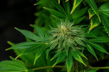 Afghan kush special variety of marijuana flower with aged blooms