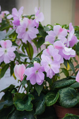 pink  flowers in the garden