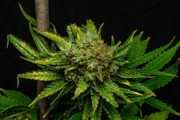 Afghan kush special variety of marijuana flower with aged blooms