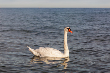 Fototapeta premium White swan on the sea