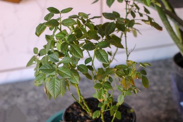 Rosa canina plant brazil green