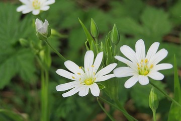 Beautiful white stellaria flowers in the garden in spring, closeup