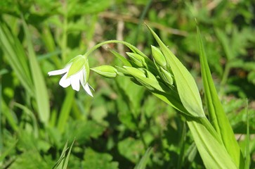 Beautiful white stellaria flower in the garden in spring, closeup