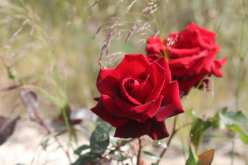 Red rose flower head in sunlight