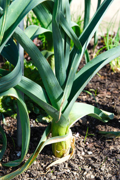 Leeks Growing In The Vegetable Garden