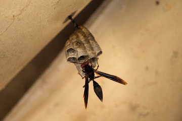 Wasp Pepsis Fabricius building your house on the construction ceiling