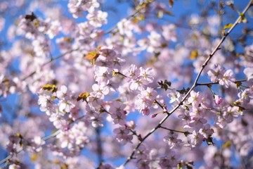 Sakura in Moscow