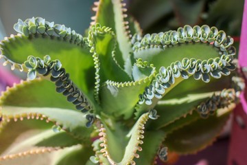 Cactus green petal brazil ortalice garden