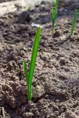 Spring shoots. Climbing winter crops. Garlic shoots
