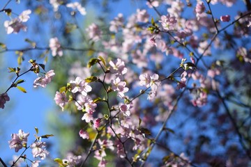 Sakura in Moscow