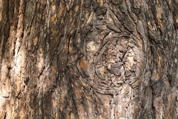 Cute Melancholy Tree Trunk with Sunbeams on the Bark. Natural Background with Copy Space. 