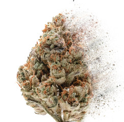 Cannabis Snap on white
