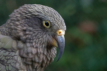 Obraz premium Portrait of kea nestor notabilis parrot bird 