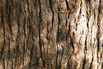 Interesting Natural Texture of Dark Wood Bark with Bright Sunbeam. Background with Copy Space. 