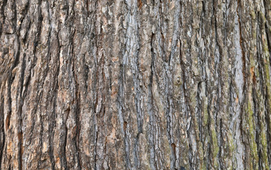 Fir Tree Old Trunk. Raw Material. Wood Background with Copy Space.
