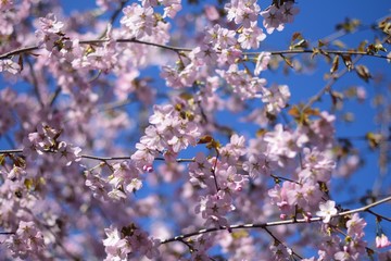 Sakura in Moscow
