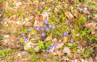  spring flowers in the forest