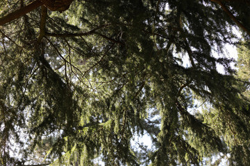 Openwork shadow pattern of evergreen branches of fir-tree. View from the bottom up to the blue sky on a sunny day. Natural Coolness and Freshness. Background with Copy Space. 