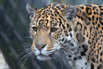 Headshot of a jaguar with beautiful white whiskers and beautiful 