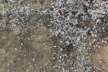 old gray stone wall with moss texture